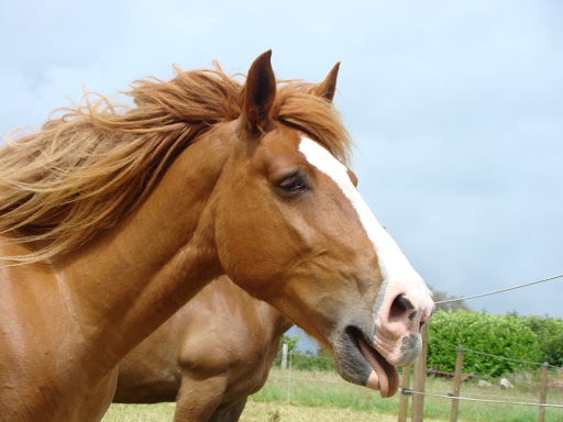 Vos plus belles grimaces de cheval et photos gag .... - Page 5 DSC05980