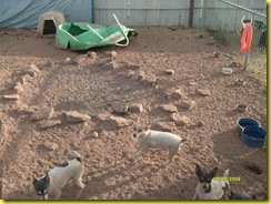 dusty garden area