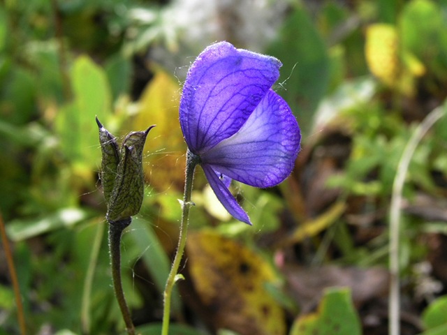 [wildflowers00087.jpg]