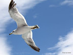 My Best Shot of a Bird Slideshow