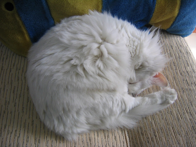 cute white cat snowman Snowman