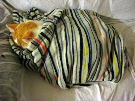 cat sleeping