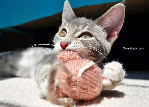 cute gray kitten biting a mousie cute gray kitten biting a mousie