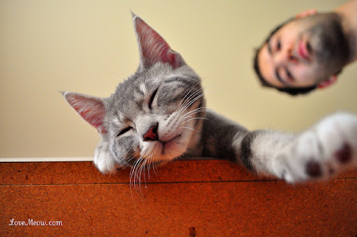 cute gray kitten cute gray kitten