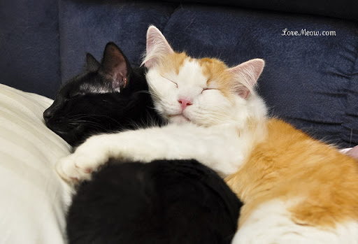 cute cat cuddling