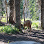 Bambi looks for more shirts to nibble on