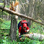 Topher ducking underneath fallen trees