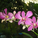 Flora