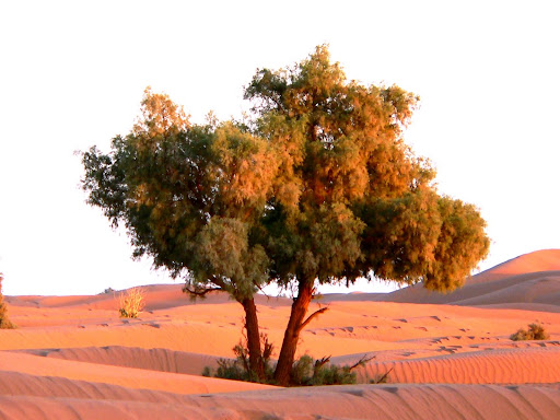 arbre solitaire au petit matin désert.