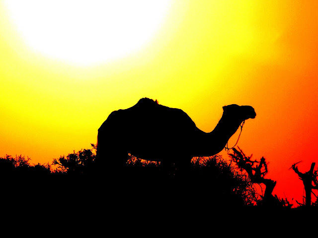 coucher de soleil chameau en ombre chinoise ciel blanc jaune et orange Maroc.JPG