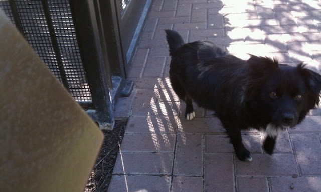 corey pomeranian mix