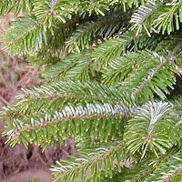 nordmannfir-foliage.jpg