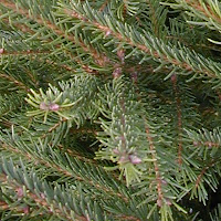 norway-spruce-foliage.jpg
