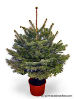 pan-potted_fraser_fir.jpg
