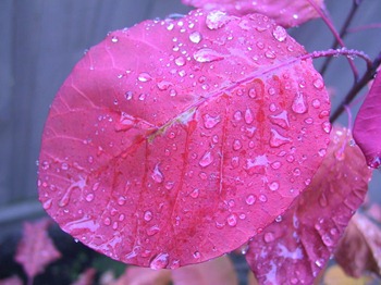 Rain_on_a_smoke_tree_leaf Rain_on_a_smoke_tree_leaf