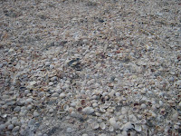 IMG_1497.jpg
