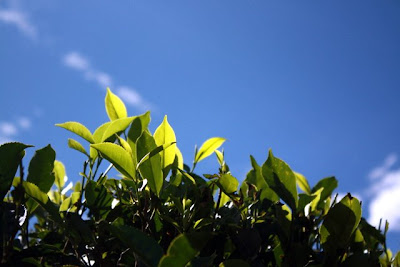 Tea bushes on a Ceylon tea tour in Sri Lanka