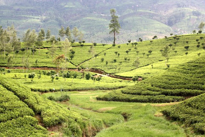 Tea plantation on a Ceylon tea tour in Sri Lanka