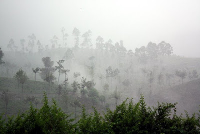 Tea plantation in Sri Lanka in the fog