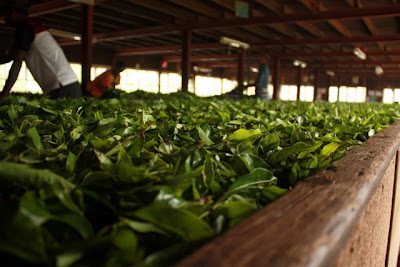 Leaves at a Sri Lankan tea factory