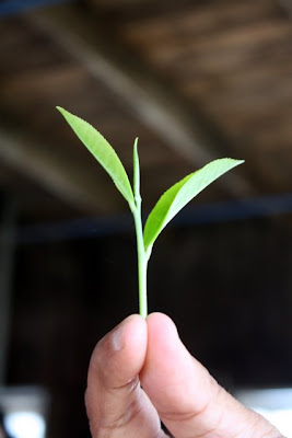 Guide holding two leaves and a bud on a Ceylon tea tour in Sri Lanka
