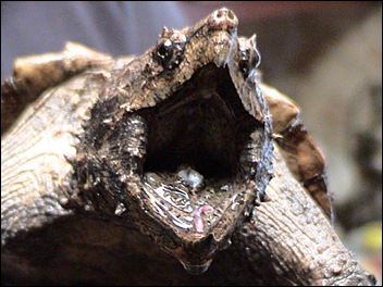 Alligator Snapping Turtle