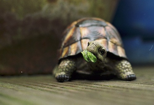 [turtle eating[5].jpg]