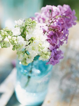 midwestlilacs1