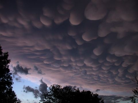 mammatus (1)