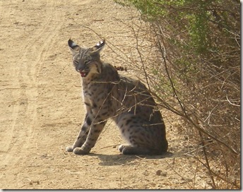 Newport Back Bay Bobcat