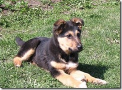 German_shepherd_puppy