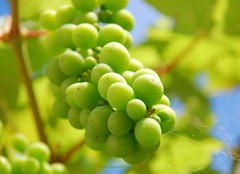 Grapes