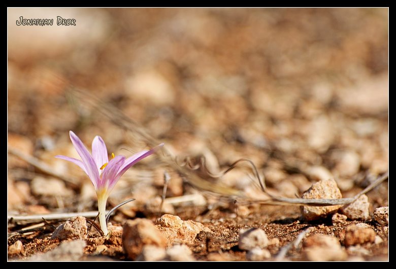 Flower Level - Jonathan Dror Photography