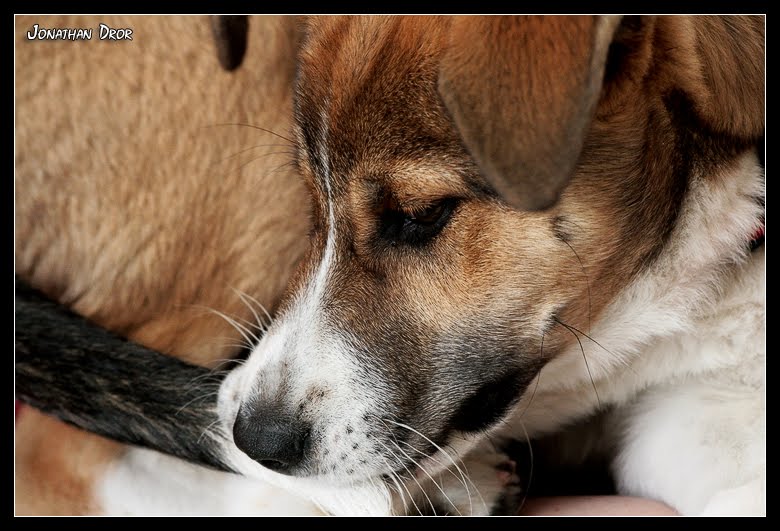 Puppy Bite