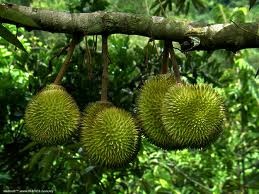 [TANAMAN DURIAN[3].jpg]