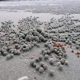 Sandballs made by the local crab population