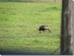 IMG_6049 IMG_6049