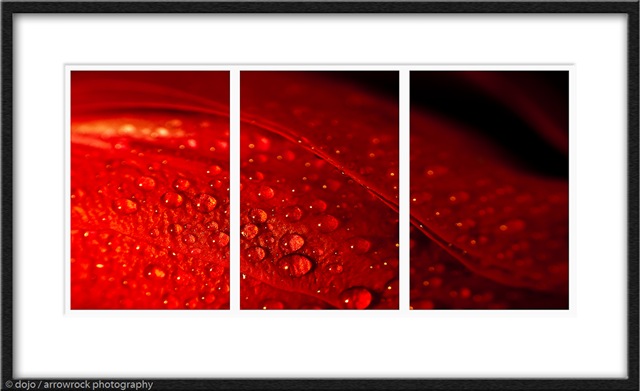 [7081 rose triptych[9].jpg]