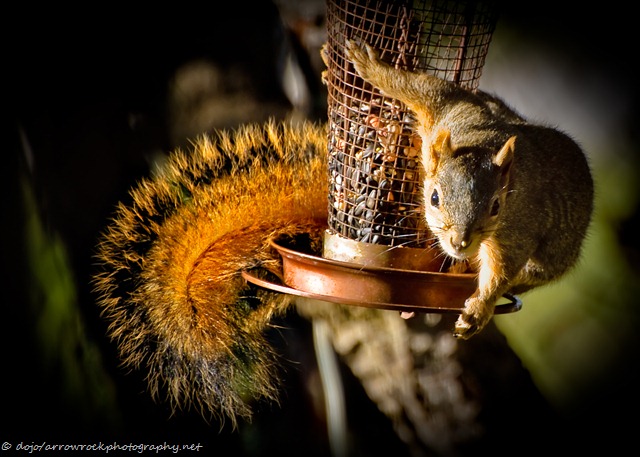 [squirrel-7095[18].jpg]