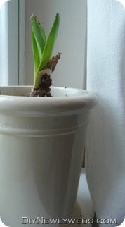 smith-hawken-amaryllis-planter