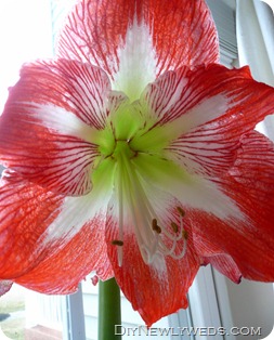 amaryllis-flower