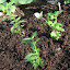 Basil - Cinnamon