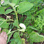Eggplant - Snowy Hybrid