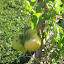 Tomato - Sweet Snack Hybrid