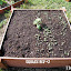 SerenDippity's Square Bed #2 garden