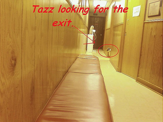 [tazz lookin[11].jpg]