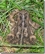 froggie4