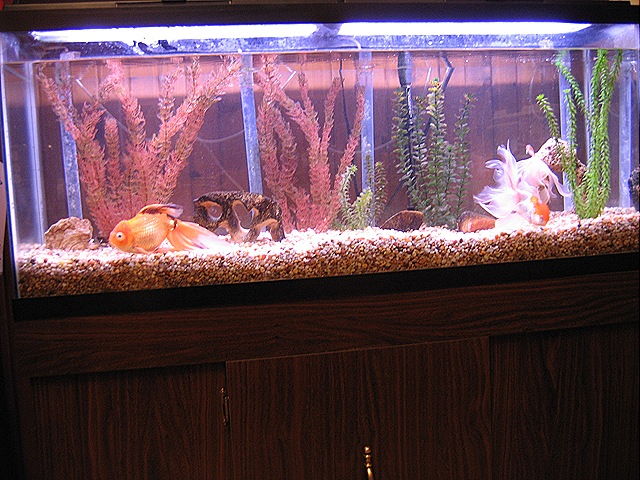 [le feesh[21].jpg]