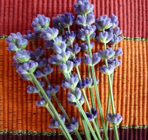 [lavendel[7].jpg]