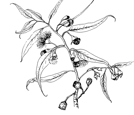 [Intro to Botanical Illustration - Pamela Knight[3].jpg]